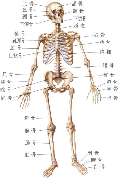 頭的骨頭|頭骨:介紹,組成,軟顱的發生,脊索期,腦底形成期,軟顱的骨化,咽顱的。